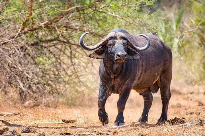 Experience the Ultimate Safari Adventure in Tanzania