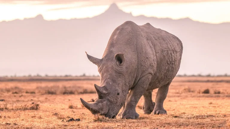 Top Tips for a Sustainable African Safari